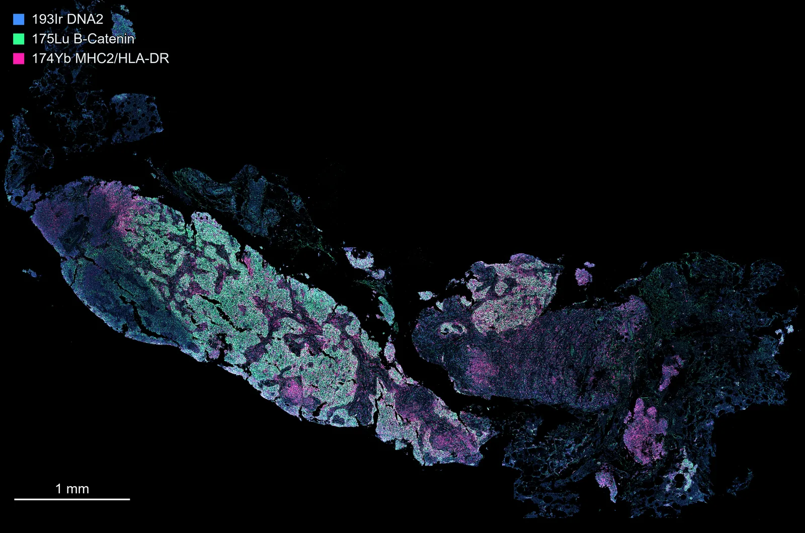 A stitched canvas: ten regions on one 7.0 × 4.6 mm OME-TIFF